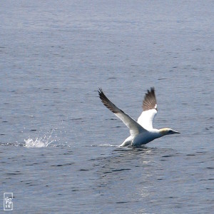 Gannet taking off from the water - Fou de Bassan décollant de l’eau