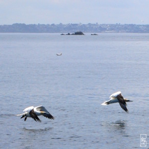 Gannets flying above water - Fous de Bassan volant au-dessus de l’eau