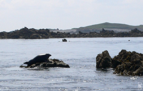 Grey seal - Phoque gris