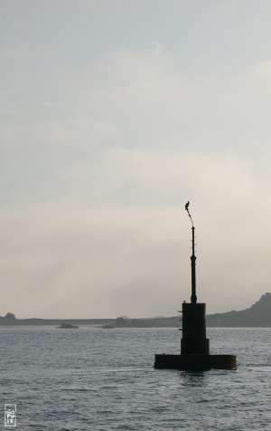 European shag on a beacon - Cormoran sur une bouée