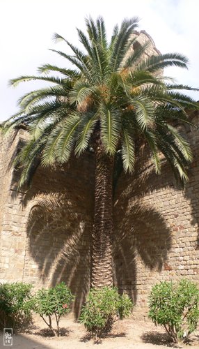 Palm tree - Palmier