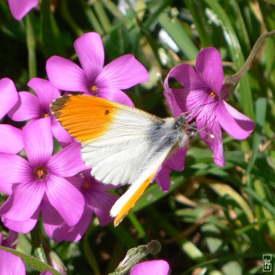 Orange tip butterfly - Papillon aurore