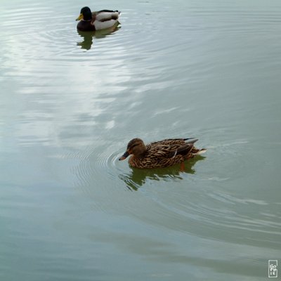 Ducks - Canards
