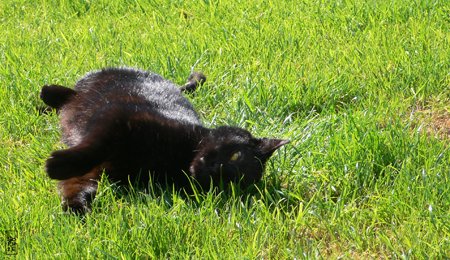 Black cat - Chat noir
