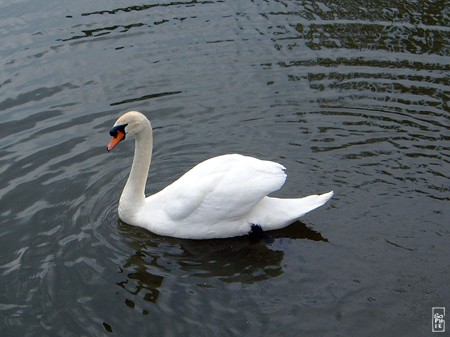 White swan - Cygne blanc