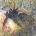 Hermit　crab