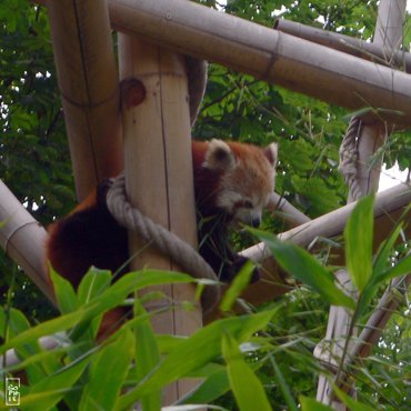 Red panda - Petit panda
