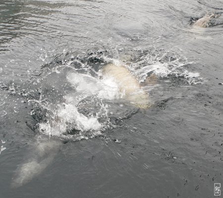 Common seals - Phoques veaux marins
