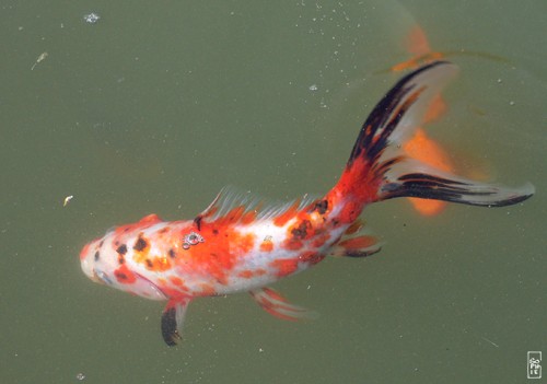 Shubunkin goldfish - Poisson rouge shubunkin