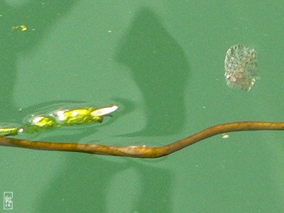 Juvenile flatfish - Poisson plat juvénile