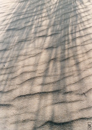 Shadow of the vegetation on the sand - Ombre de la vegetation sur le sable