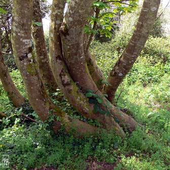 Twisted tree trunks - Troncs d’arbre tordus