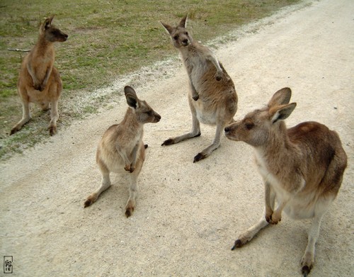 Group of kangaroos - Groupe de kangourous