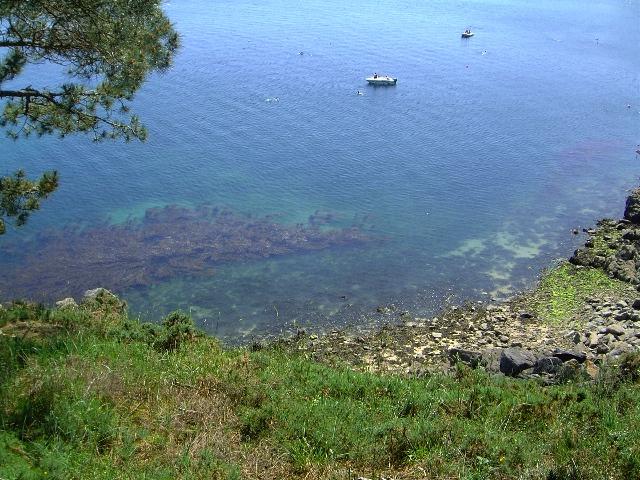 Algues - Baie de la Fresnaye