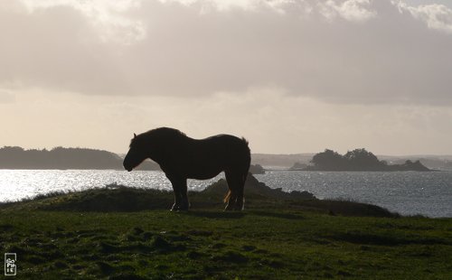 Batz island - Île de Batz