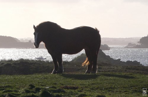 Batz island - Île de Batz