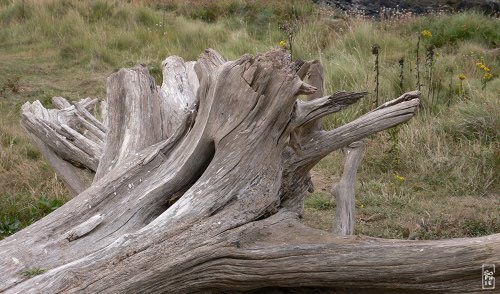 Beached tree - Arbre flotté