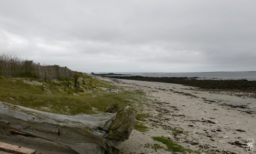 Beached tree - Arbre flotté