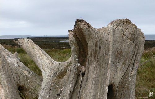 Beached tree - Arbre flotté