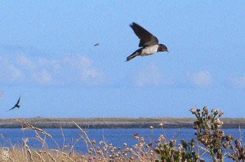 Barn swallows - Hirondelles rustiques