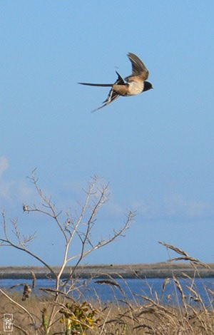 Barn swallows - Hirondelles rustiques