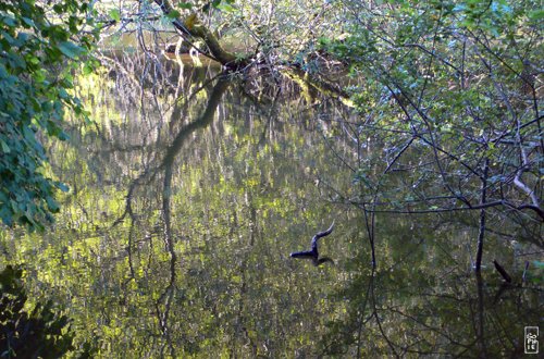 Branch in water - Branche dans l’eau