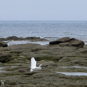 Little egret - Aigrette garzette