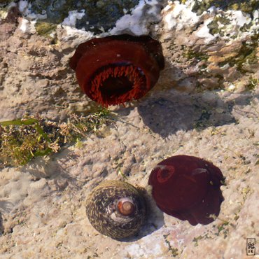 Sea anemone - Anémone de mer