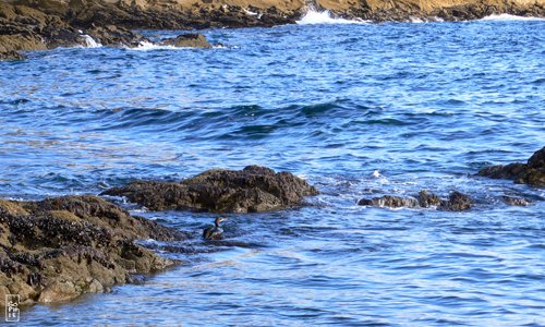 European shag - Cormoran huppé