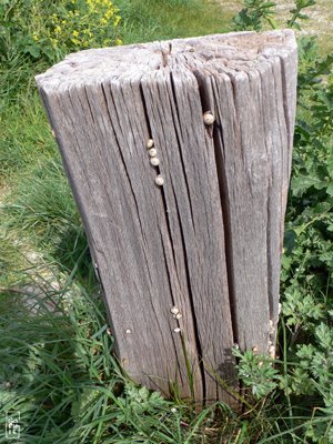 Snails on a wooden post - Escargots sur un poteau en bois