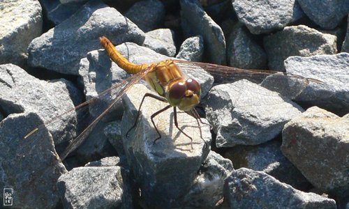 Dragonfly - Libellule