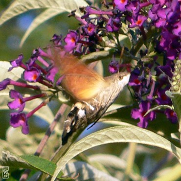 Hummingbird hawk-moth - Moro-sphinx