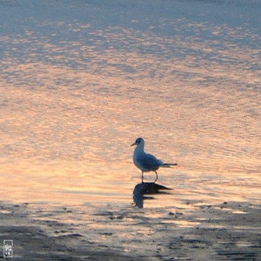 Black-headed gull - Mouette rieuse