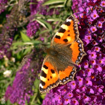 Small tortoiseshell butterfly - Papillon petite tortue