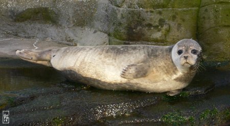 Common seal - Phoque veau marin