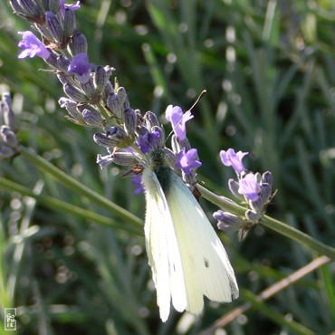 Cabbage white - Piéride du chou