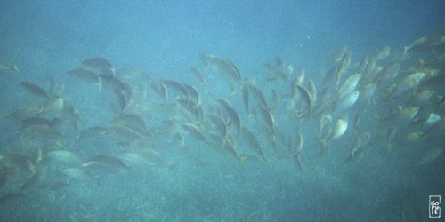 School of saupes - Banc de saupes