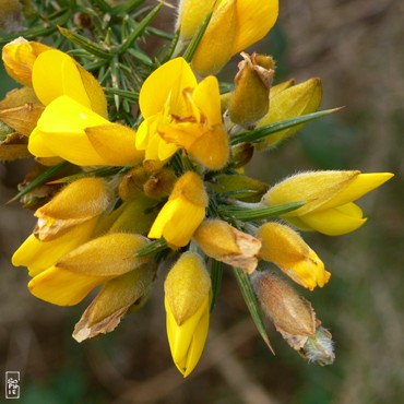 Gorse - Ajonc