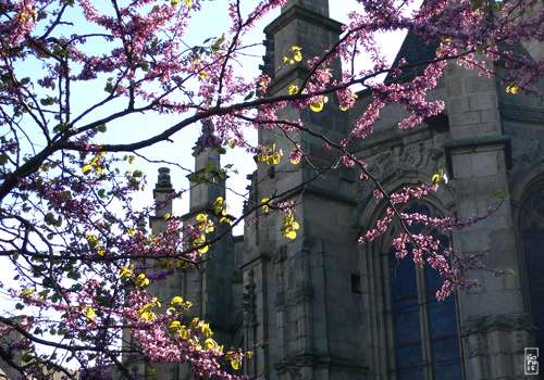 Blooming tree - Arbre en fleurs