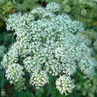 White flower - Fleur blanche