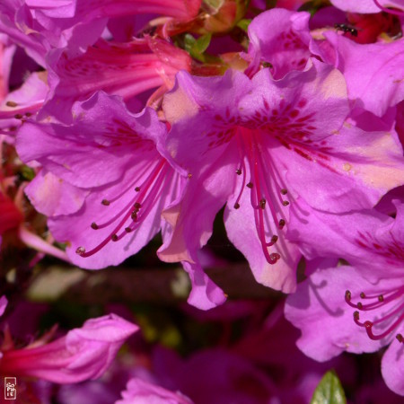 Pink azalea in bloom - Azalée rose en fleurs