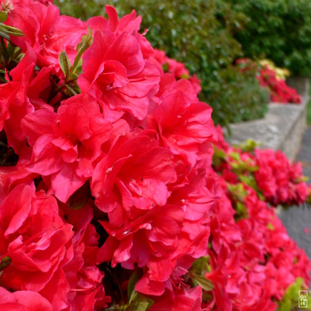 Pink azalea in bloom - Azalée rose en fleurs