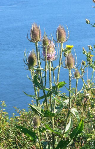 Teasel - Cardère