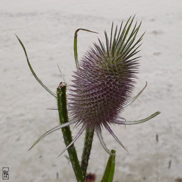 Teasel - Cardère