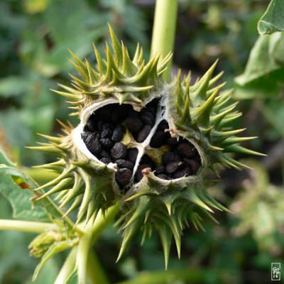 Spiny cupule - Bogue piquante