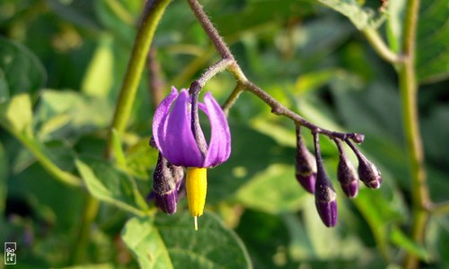 Bitter nightshade - Morelle douce-amère