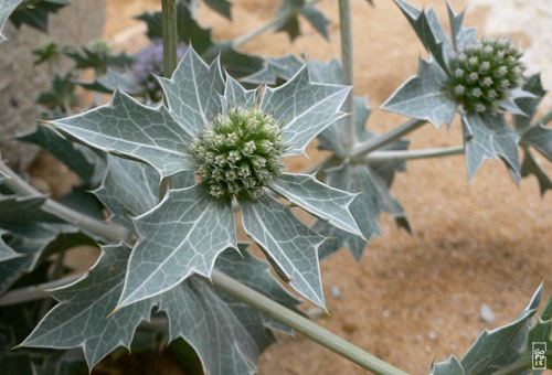 Sea holly - Panicaut maritime