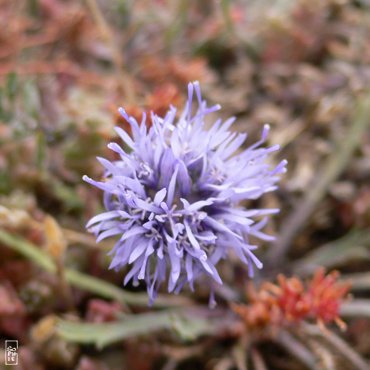 Flowers on the cliffs - Fleurs sur les falaises