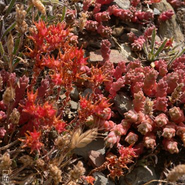 Flowers on the cliffs - Fleurs sur les falaises