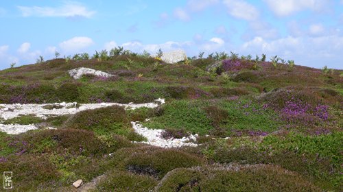 Flowers on the cliffs - Fleurs sur les falaises